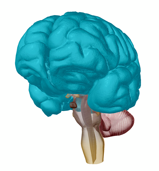 eecp brain2